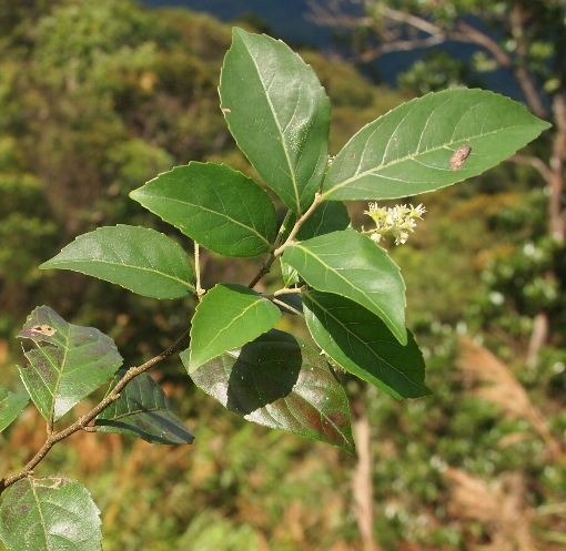 Homalium cochinchinense